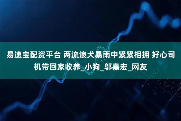 易速宝配资平台 两流浪犬暴雨中紧紧相拥 好心司机带回家收养_小狗_邬嘉宏_网友